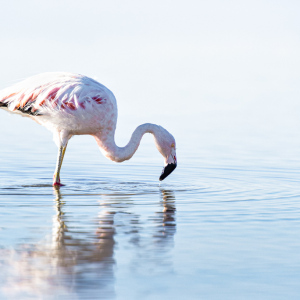 Le-flamand-rose